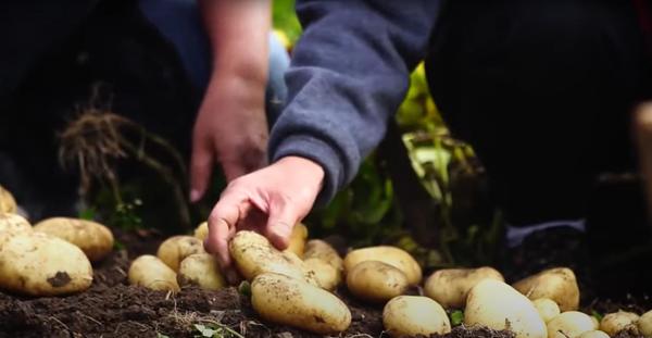 The power of potatoes: A nutrient-rich staple in Filipino cuisine