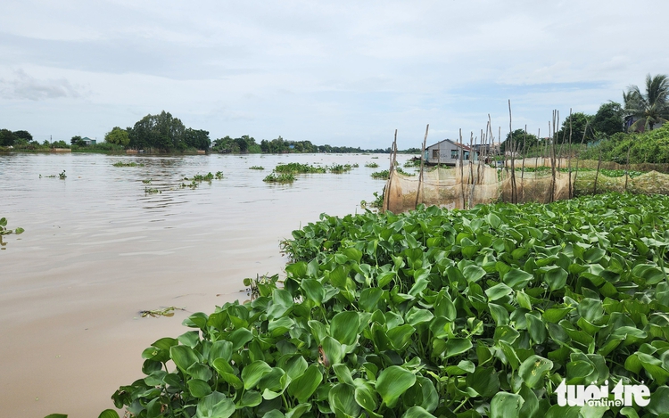 Mekong River flow into Vietnam's Mekong Delta expected to rise 10-30% in July: forecaster