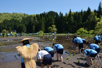 Students on a school trip from Tokyo experience rice planting in Noto, Ishikawa Prefecture, on Thursday.