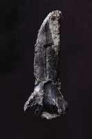 A fossilized cervical vertebra of Nipponopterus mifunensis (Courtesy of Mifune Dinosaur Museum)