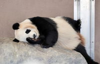 Giant panda Fuhin at leisure facility Adventure World in Shirahama, Wakayama Prefecture, on May 11